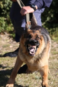 dog bites